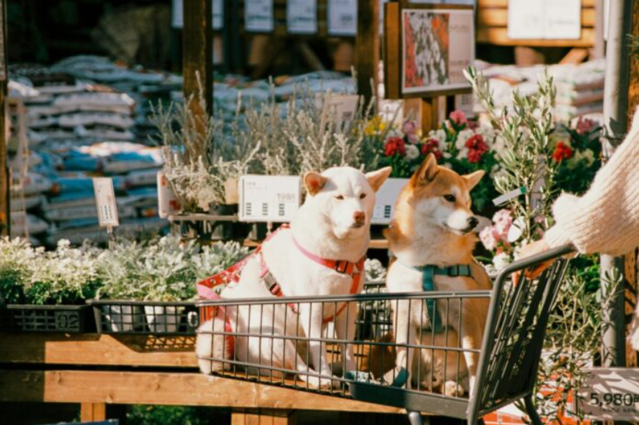 ItalienHundeduerfenmitindenSupermarkt.png