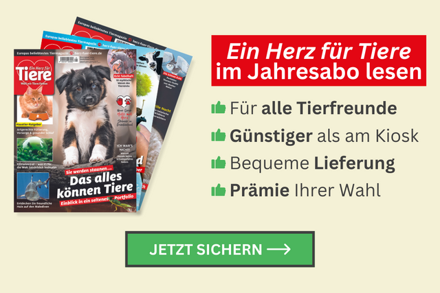 Homepage Teaser 3er Artikel EHFT Jahresabo