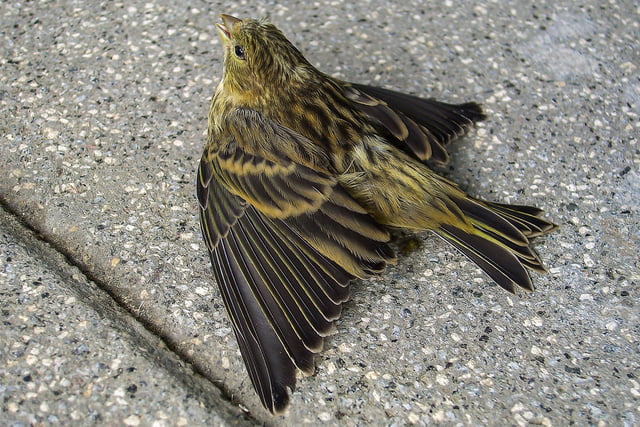 Vogelkollision_Aufmacher.jpg