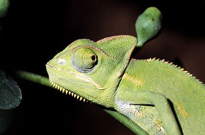 Mitrechte bei Reptilien