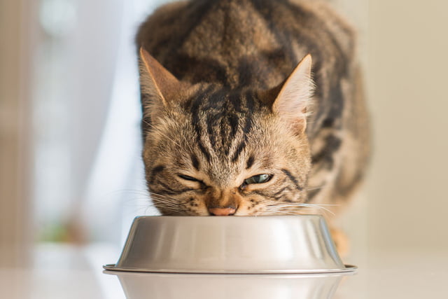 Sie können Katzenfutter auch selbst zubereiten.