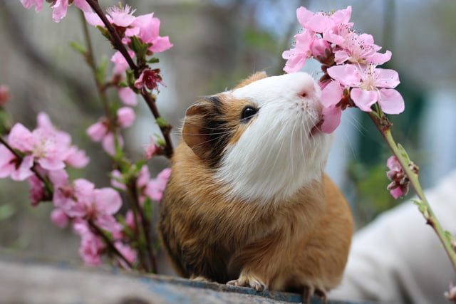 Viele Pflanzen sind für Meerschweinchen giftig.
