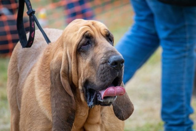 Tod eines Helden-Hundes Spürhund Bruno stirbt durch gezielte Nagel-Köder-Attacke