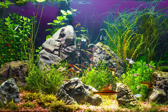 Aquarium-einrichten_Aufmacher.jpg