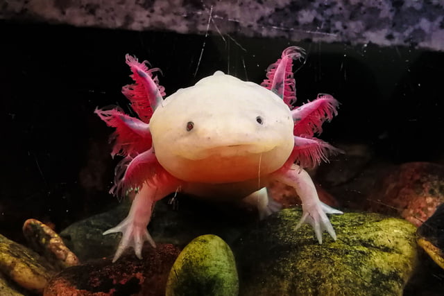 Axolotl_Aufmacher.jpg
