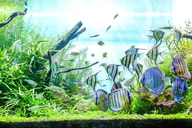 Süßwasseraquarium oder Salzwasseraquarium