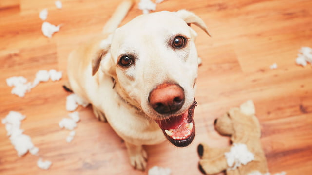 Der Hund in der Pubertät