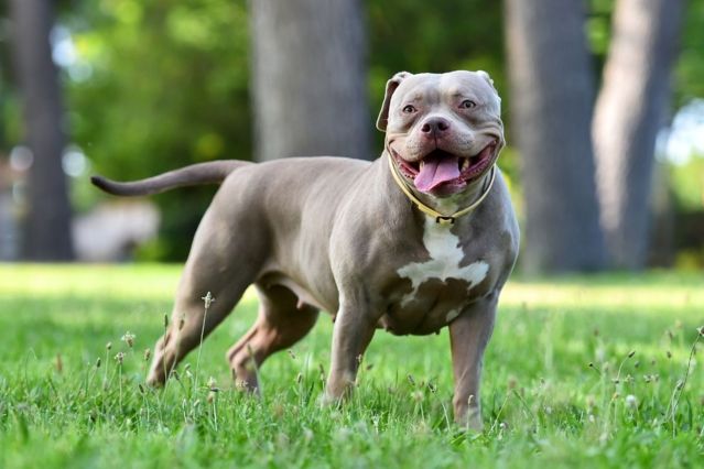 Schalke-Profi sorgt für Empörung – Hund im Tierheim gelandet