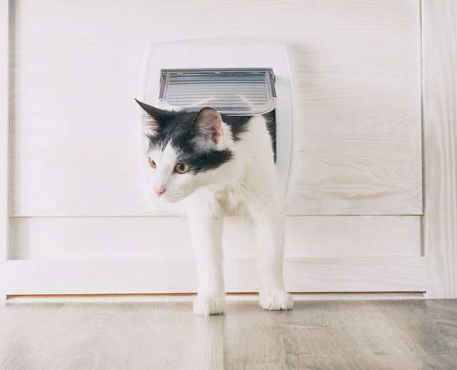 Katzenklappe_Test.jpeg