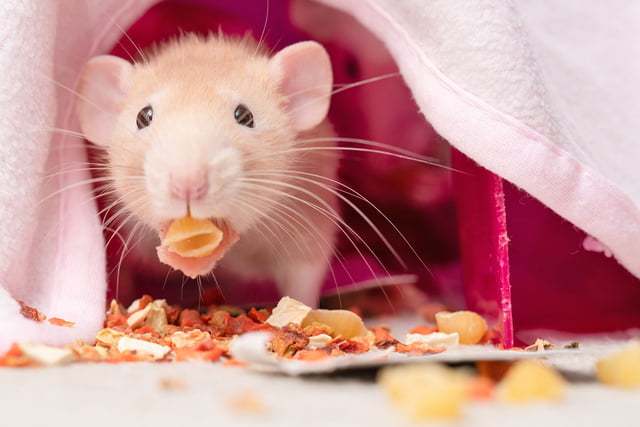 Ernährung_Ratten_Aufmacher.jpg