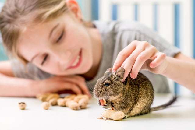 Kinder müssen rücksichtsvoll mit Degus umgehen.