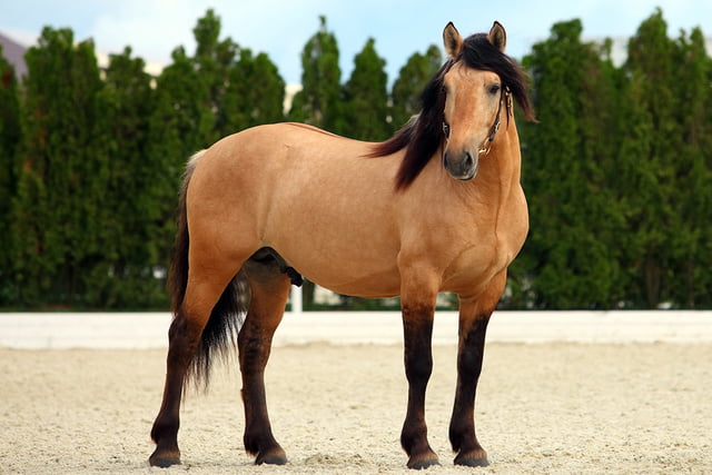 Steckbrief Paso Fino