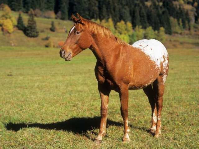 appaloosa_juniors_00128083_01.jpg