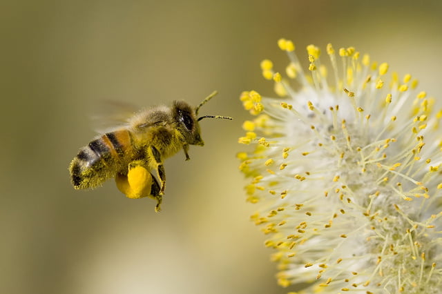 Bienen01