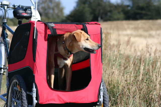Fahrradanhänger Hund 01