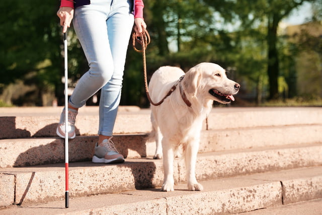 assistenzhund-training-ausbildung-aufgaben.jpg