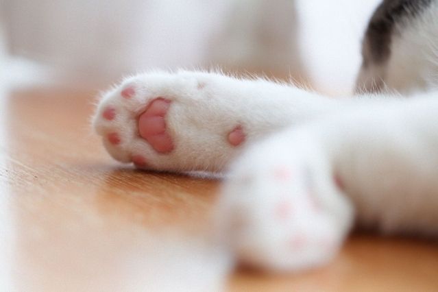 Katzenpfoten lesen: Was der japanische Trend Nekteso über den Charakter einer Katze verrät