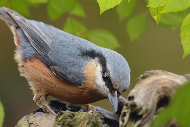 Ein Vogel auf der Nahrungssuche
