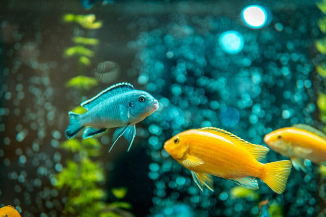 Aquaristik.jpg