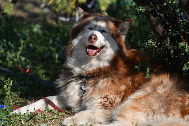 Hund Abkühlung A