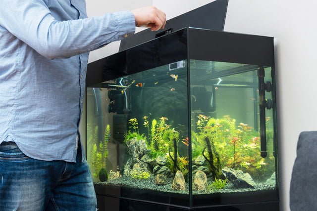 Fische einsetzen