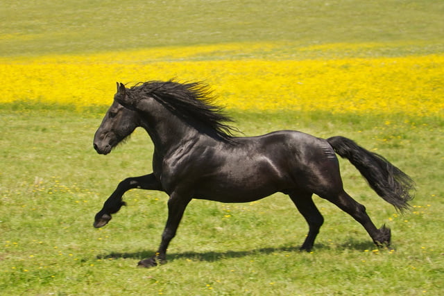 friese