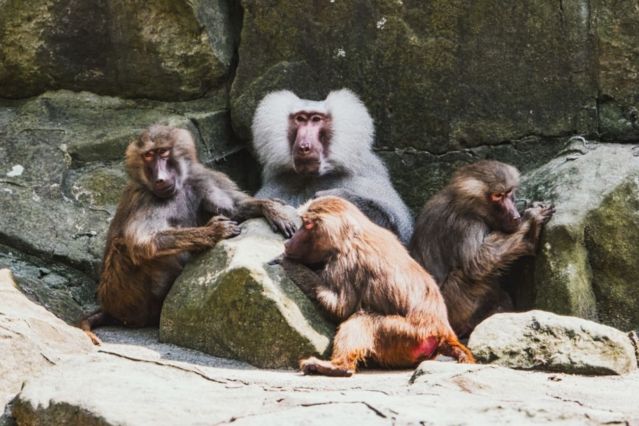 Zwölf Paviane im Nürnberger Tiergarten erschossen – Zoodirektor verteidigt Entscheidung