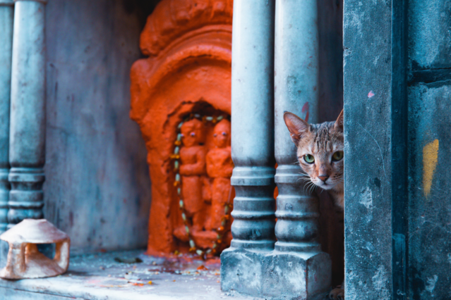 Katzen in Mythos und Religion: Von Göttern, Dämonen und treuen Begleitern