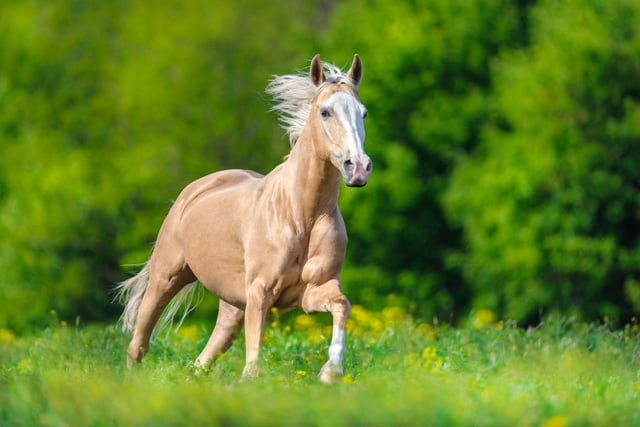 Palomino