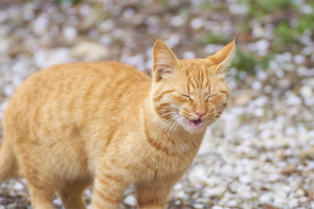 Katzenkrankheiten.jpg