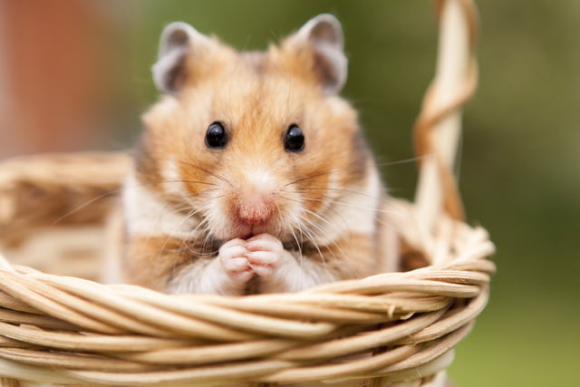 Damit sich Ihr Hamster bei Ihnen wohlfühlt und gesund bleibt, ist die richtige Pflege notwendig.