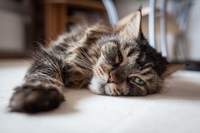 Auch Katzen können an Demenz erkranken.