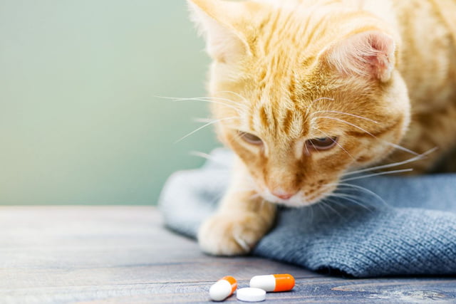 Aufmacher: Psychopharmaka bei Katzen