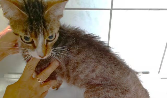 Katze_in_leeren_Pool_fast_verdurstet.png