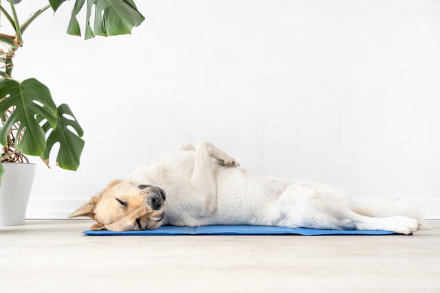 Kuehlmatte_Hund.jpeg