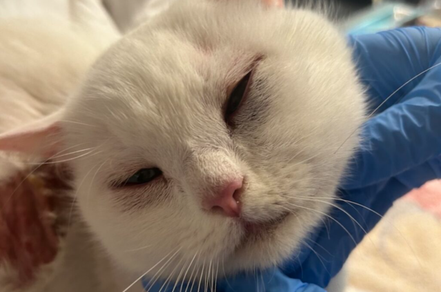 Traechtige_Katze_in_Tuete_gefunden.png