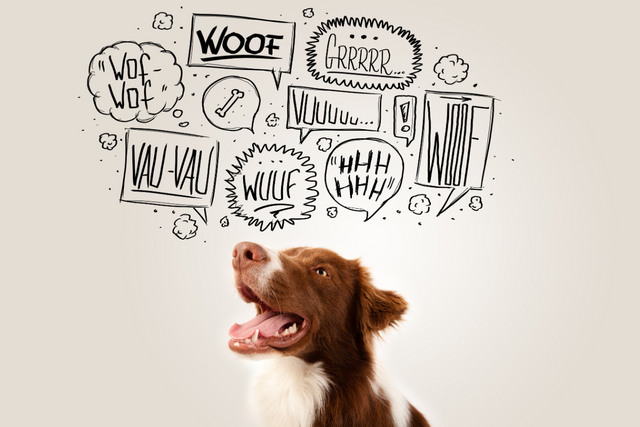 Bellen, Winseln, Knurren, Jaulen – was will der Hund uns damit sagen?