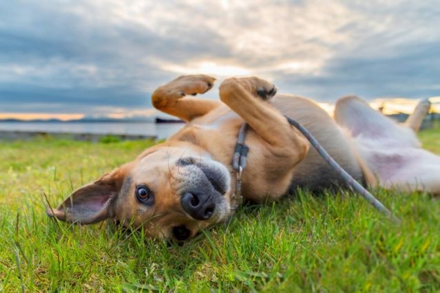 Tödliche Hundekrankheit breitet sich in Deutschland aus: "Immer wieder neue Infektionsherde"