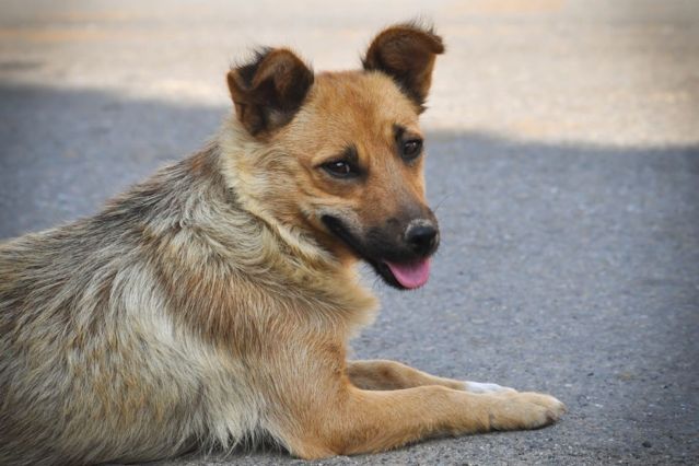 Multiresistente Keime: Warum Hunde plötzlich ein Gesundheitsrisiko sind