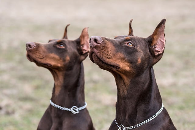 Hund_kupieren_Aufmacher.jpg