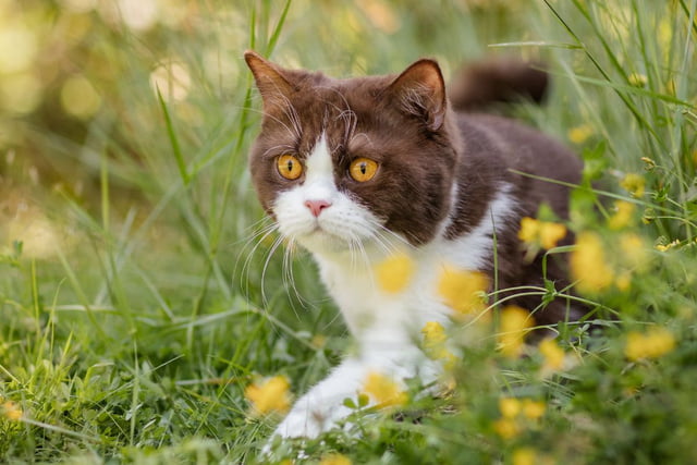 Herbstgrasmilben bei Katzen