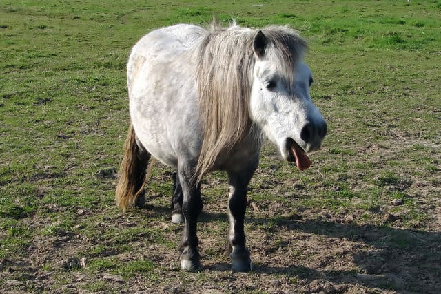 Pferdhustet_Aufmacher.jpg