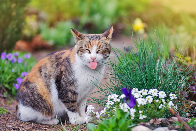 Dreifarbige_Katzen_Aufmacher.jpg